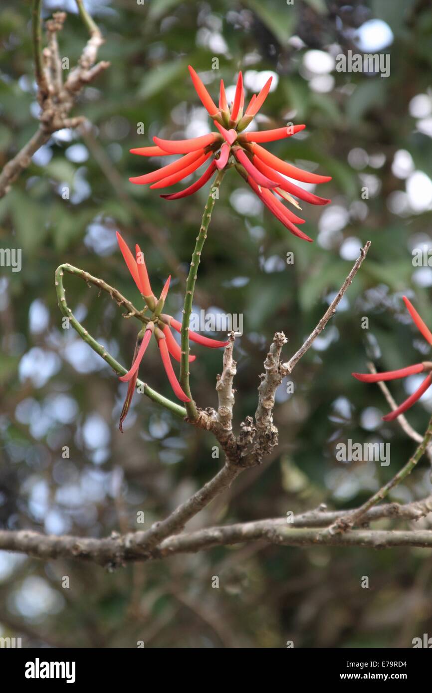 Tree with orange flowers - Tree growing in a park with orange, chili shaped flowers Stock Photo