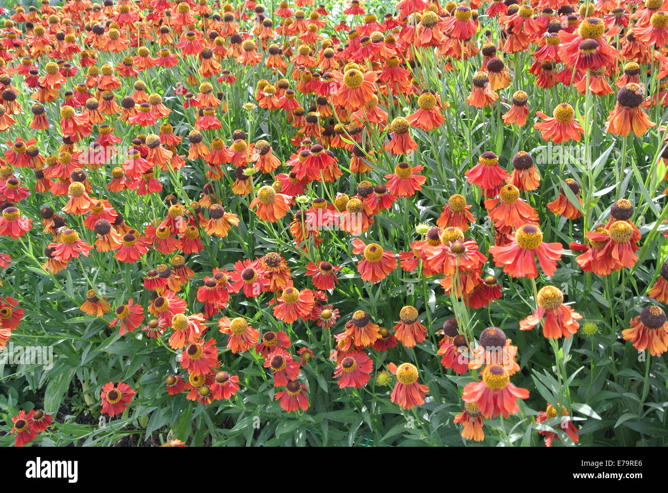 Heleniums Border High Resolution Stock Photography and Images - Alamy