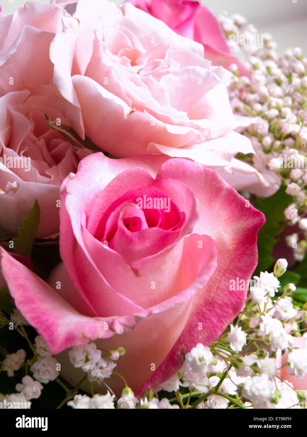 bouquet of pink roses Stock Photo - Alamy