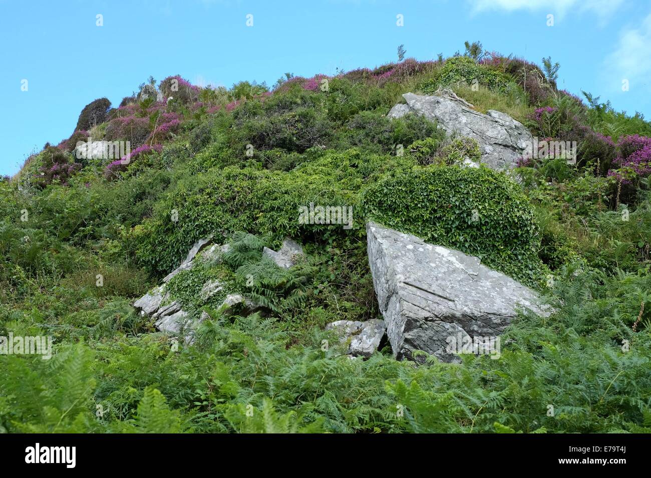Rocky hilltop - Heather growing on a rocky Scottish island hilltop Stock Photo