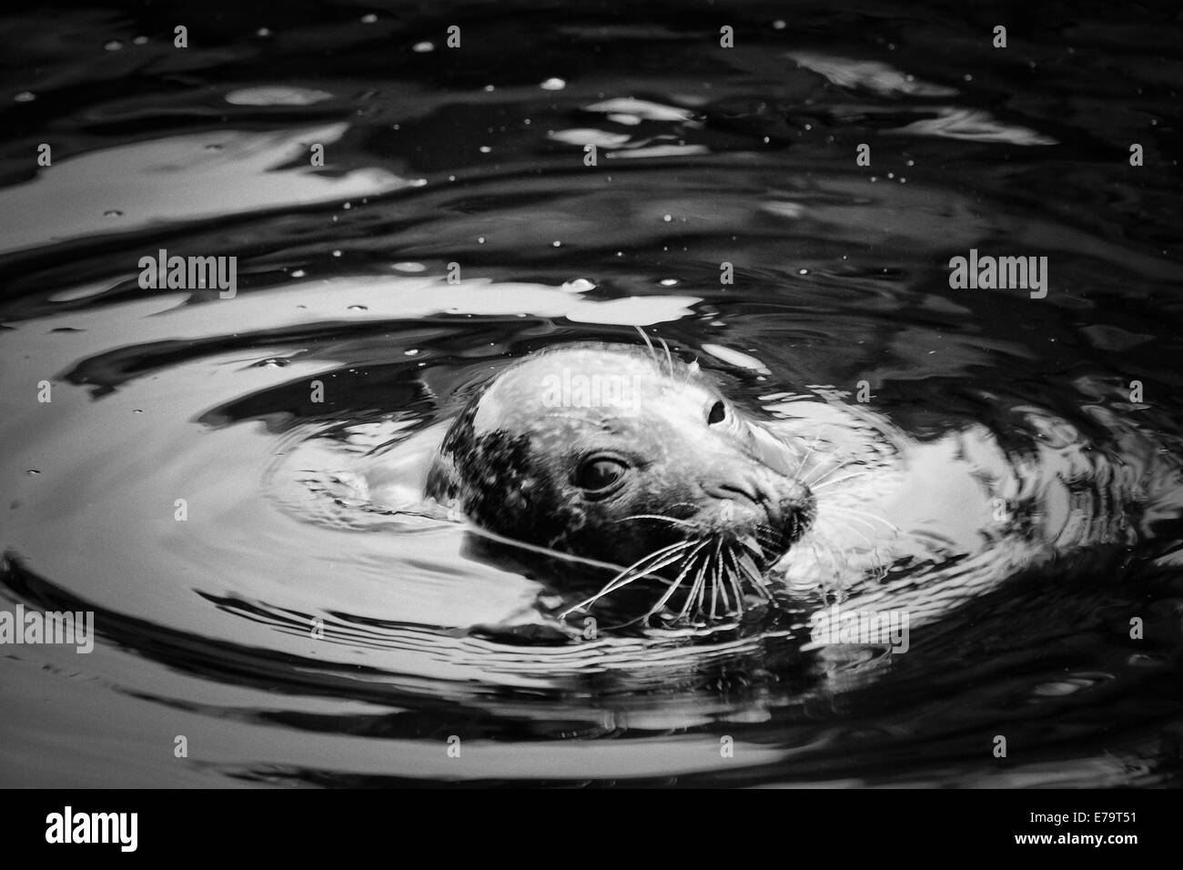 Winking seal hires stock photography and images Alamy