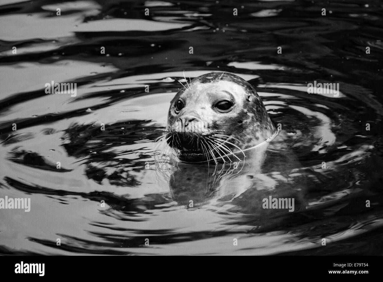 Happy seal Black and white photo of a seals face Stock Photo Alamy