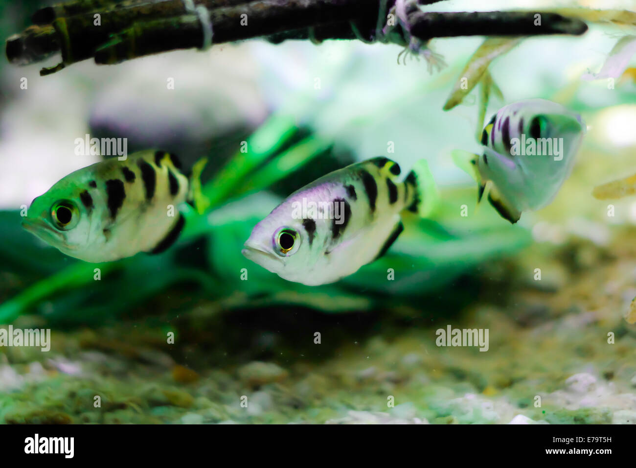 Aquarium fish - Fish floating under sticks in an aquarium scene Stock Photo