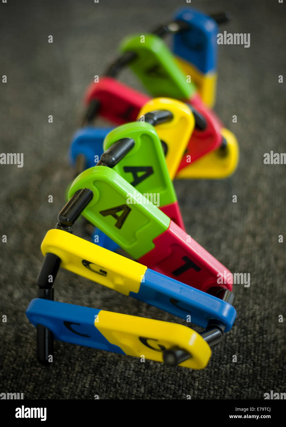 DNA model showing base pairs AT and CG (A - Adenine T - Thymine G - Guanine C - Cytosine) Stock Photo