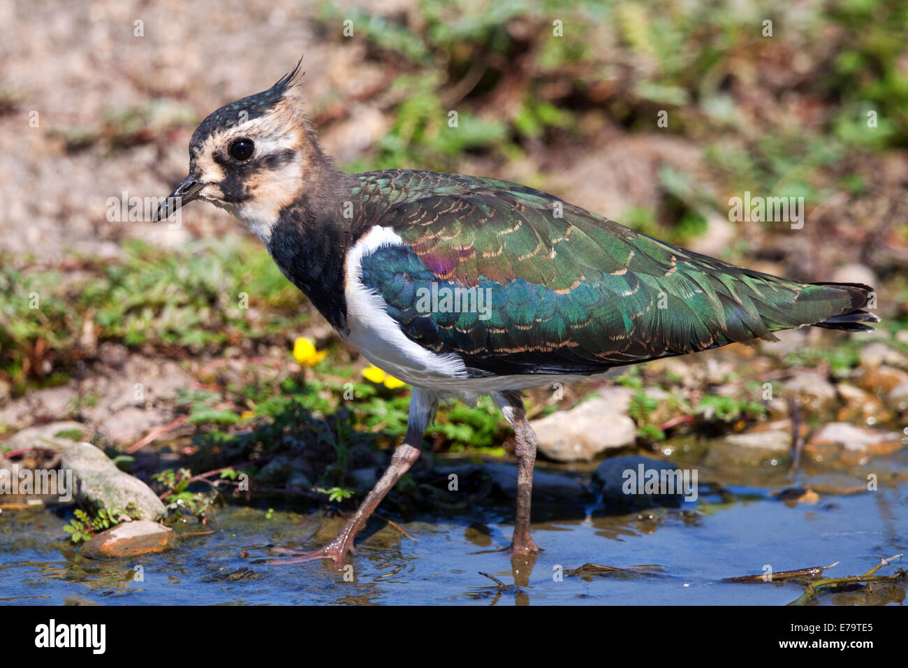 Lapwing in close Stock Photo - Alamy