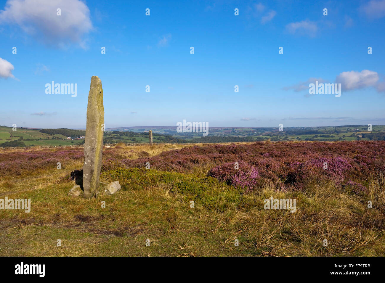 An ancient moorland monolith surrounded by flowering purple heather on the scenic North York moors in Autumn Stock Photo