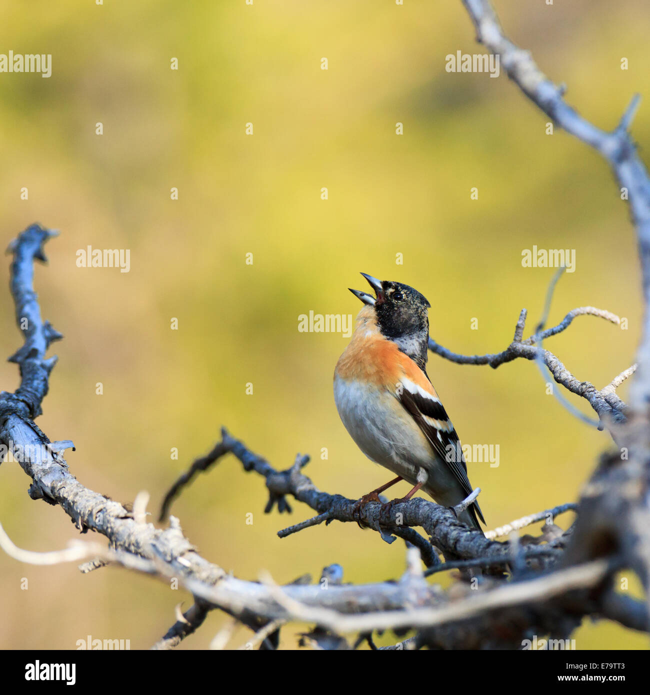 Fringilla montifringilla, Brambling. A singing bird. Singing male. Stock Photo