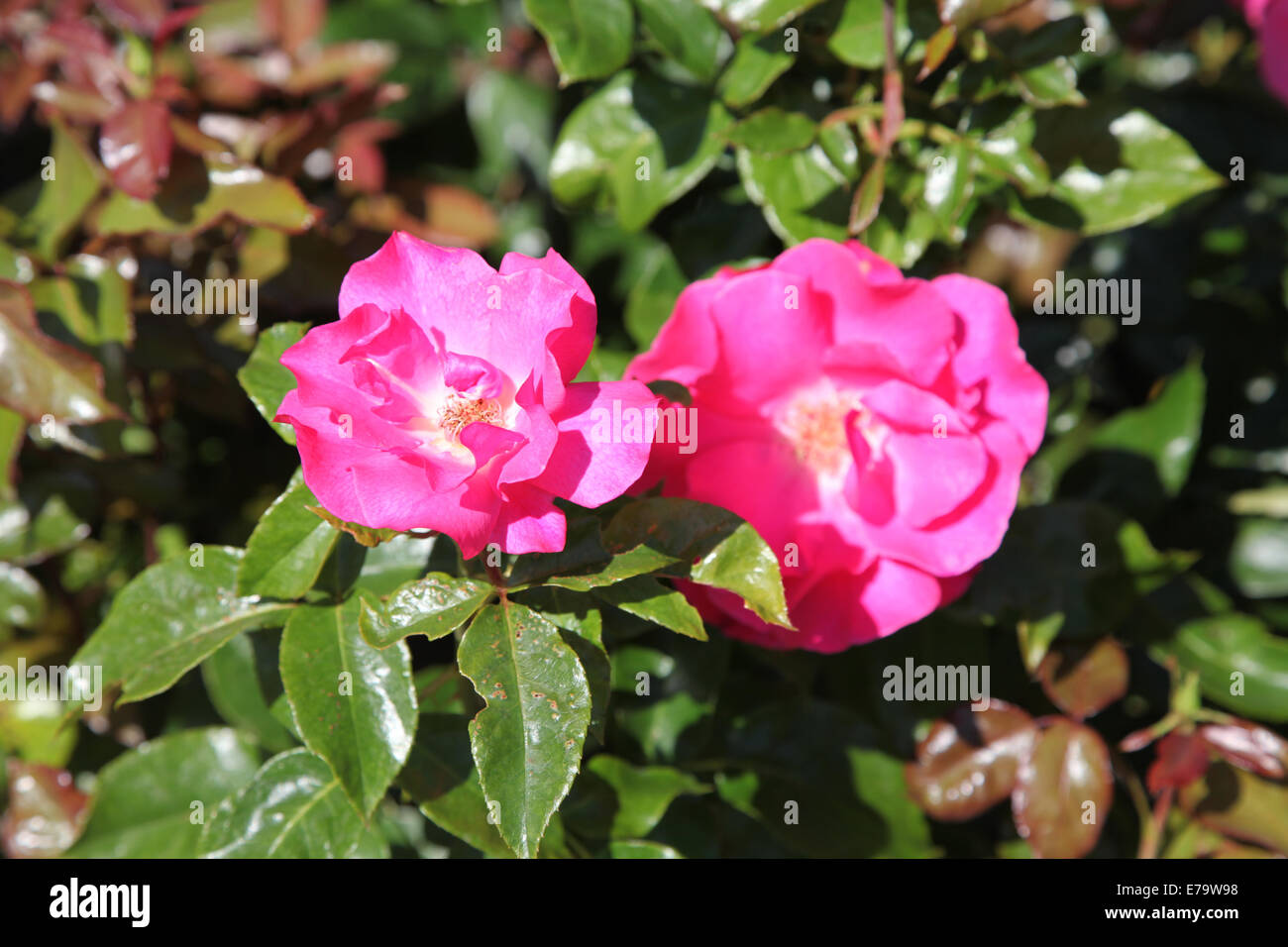 Rosa Romance 'Tanezamor' Stock Photo