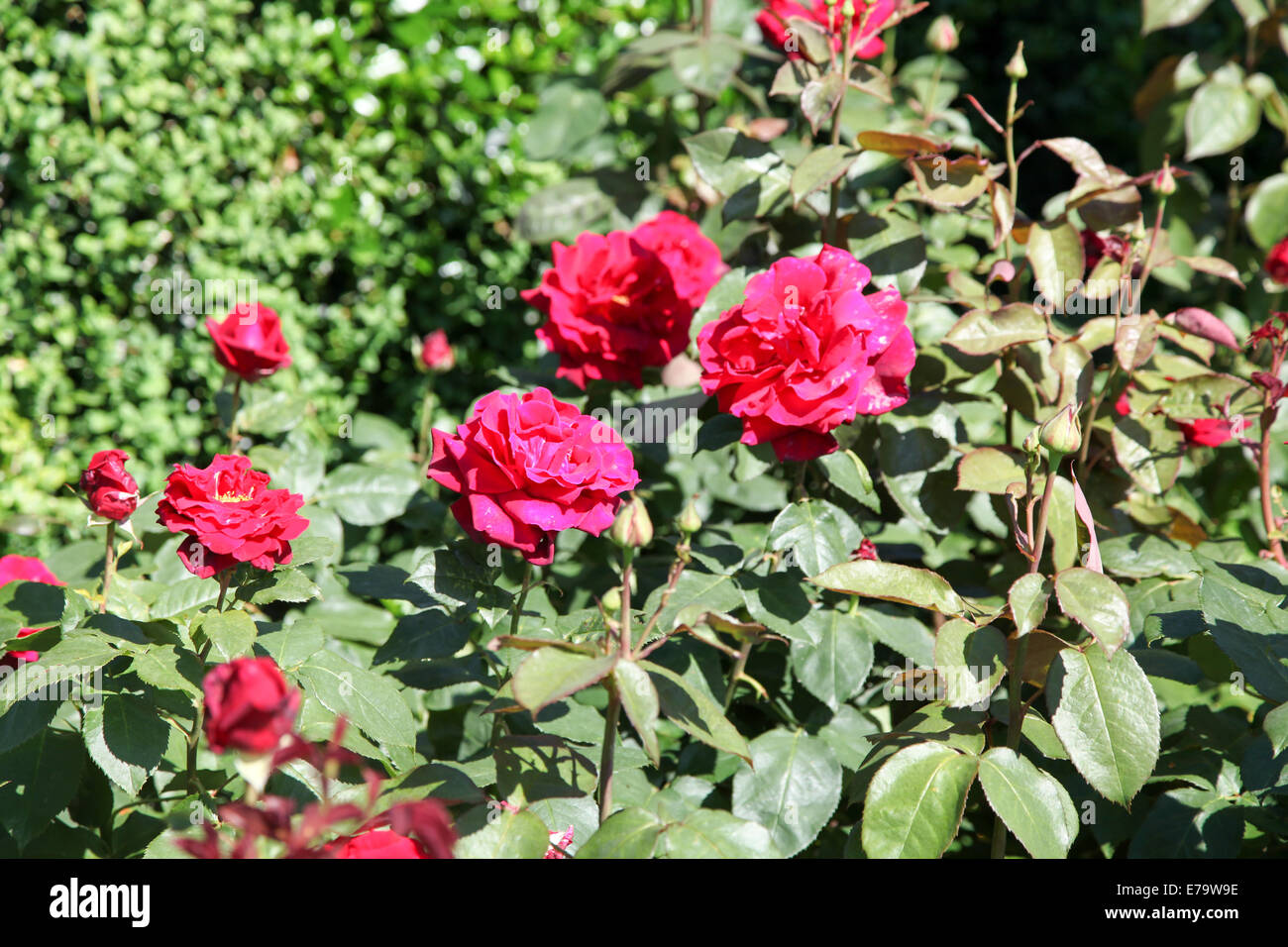 Rose rosa royal william hi-res stock photography and images - Alamy