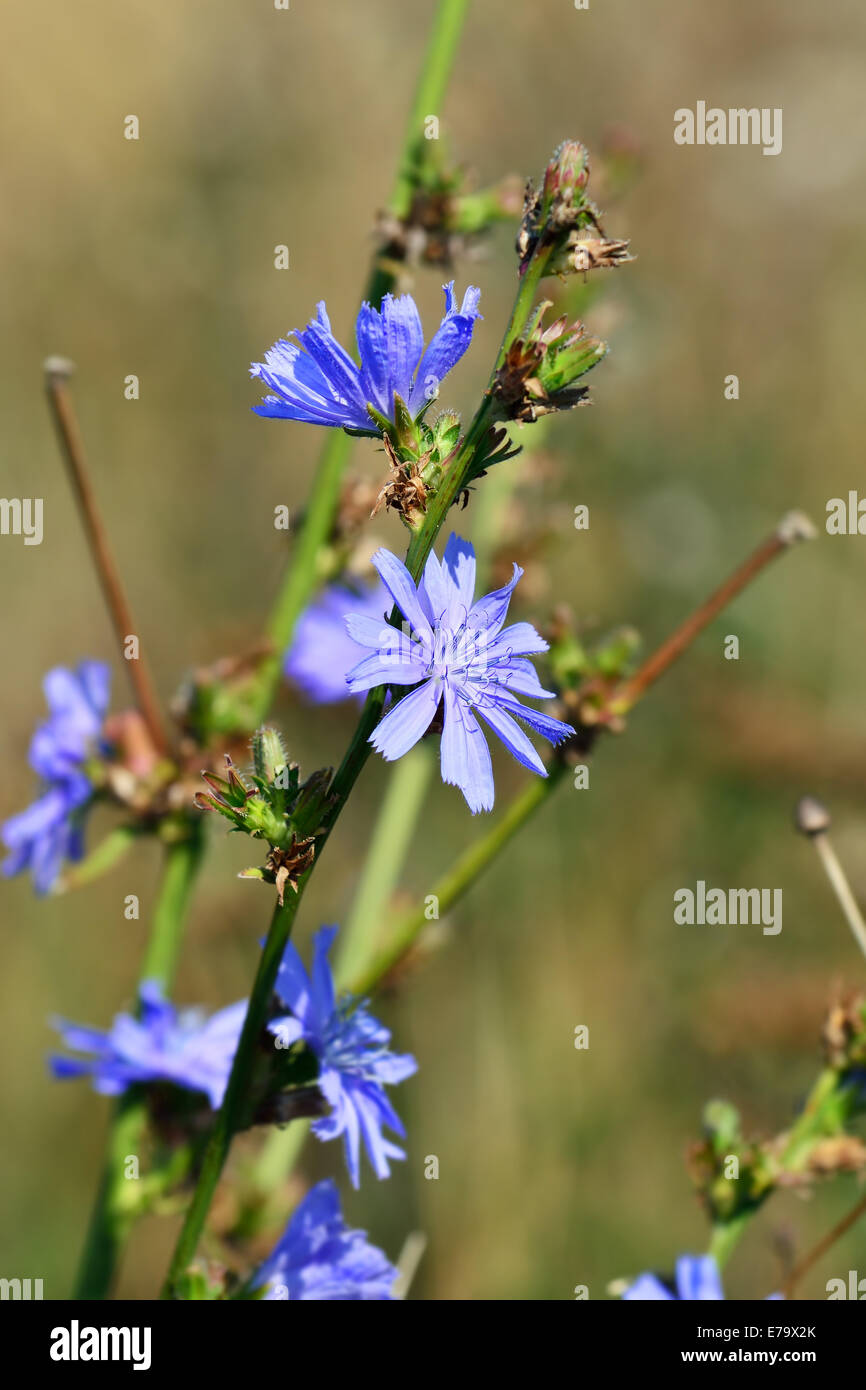 Flowers of wild chicory closeup Stock Photo Alamy
