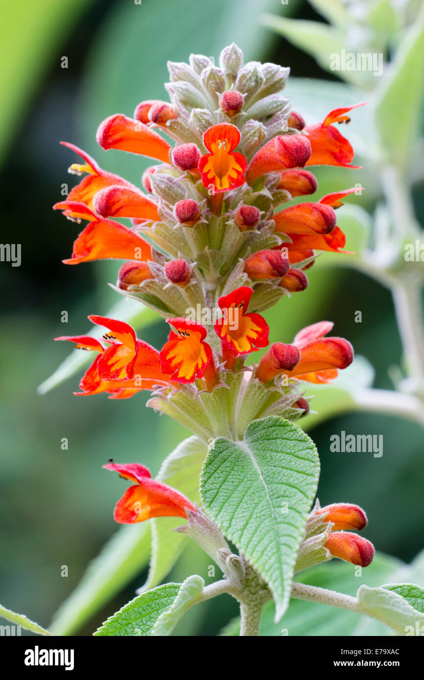 Flower spike of the autumn blooming shrub, Colquhounia coccinea Stock Photo