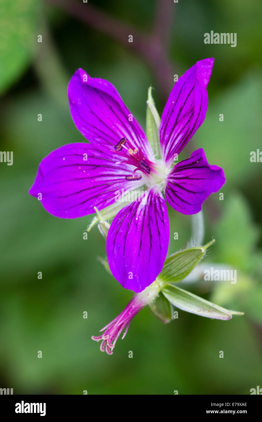 Single intact flower and petalless remains of another flower of Geranium wlassovianum Stock Photo
