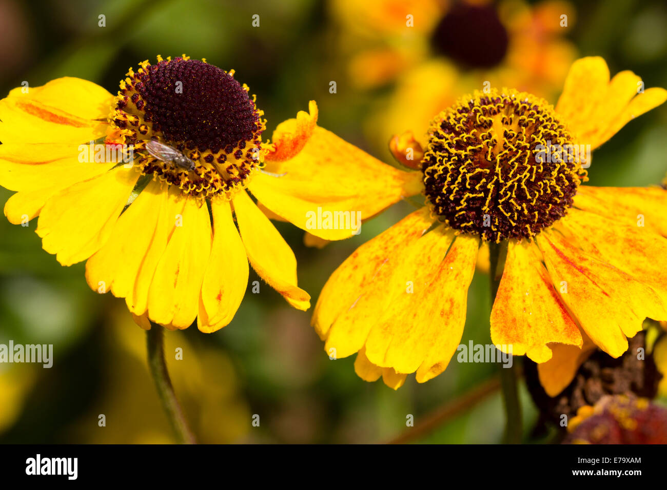 Insect attracting central flowers are set off with a ring of yellow petals in Helenium 'Wyndley' Stock Photo