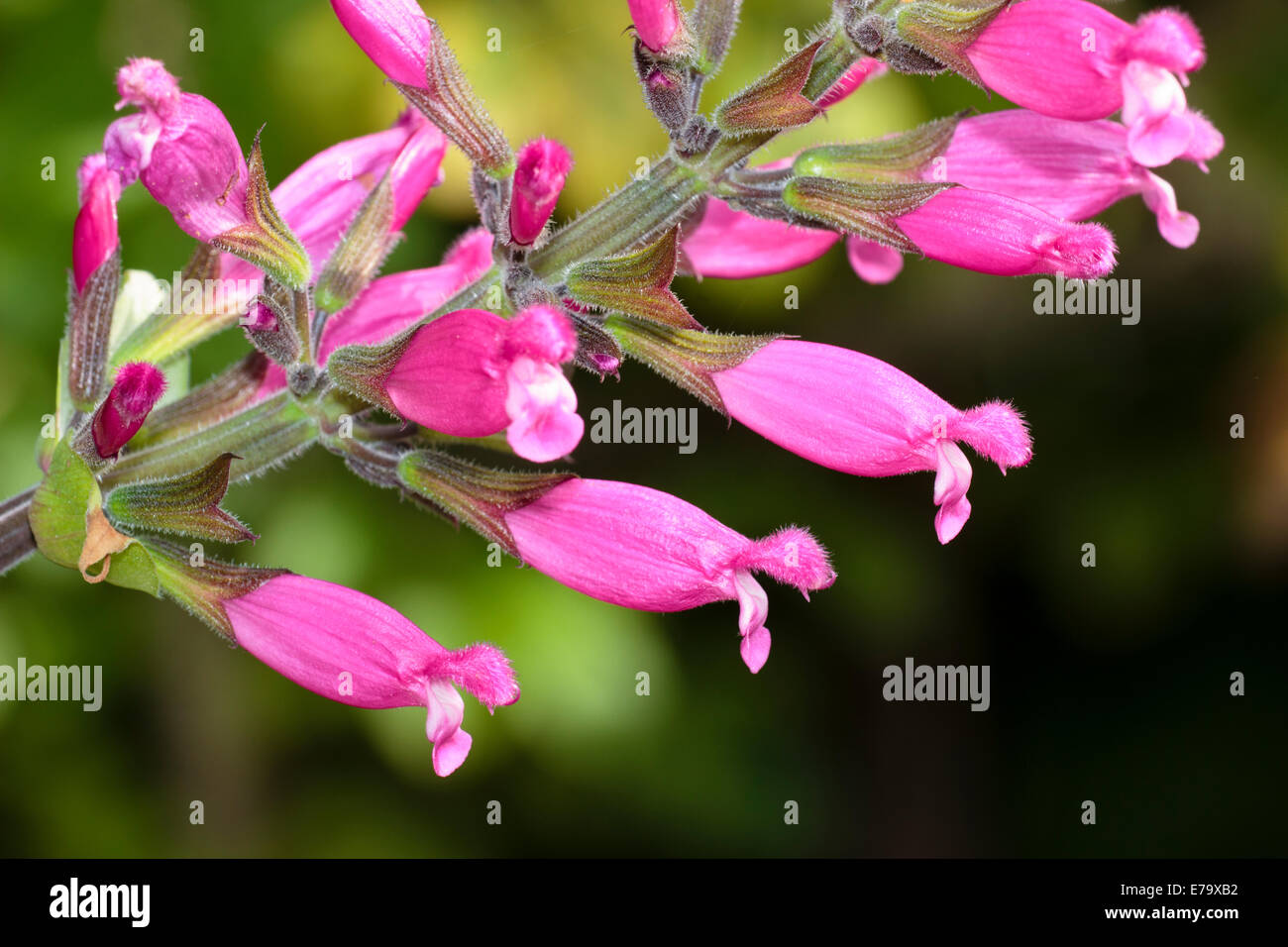 Pink flowers of the tender Mexican plant, Salvia involucrata 'Bethellii' Stock Photo