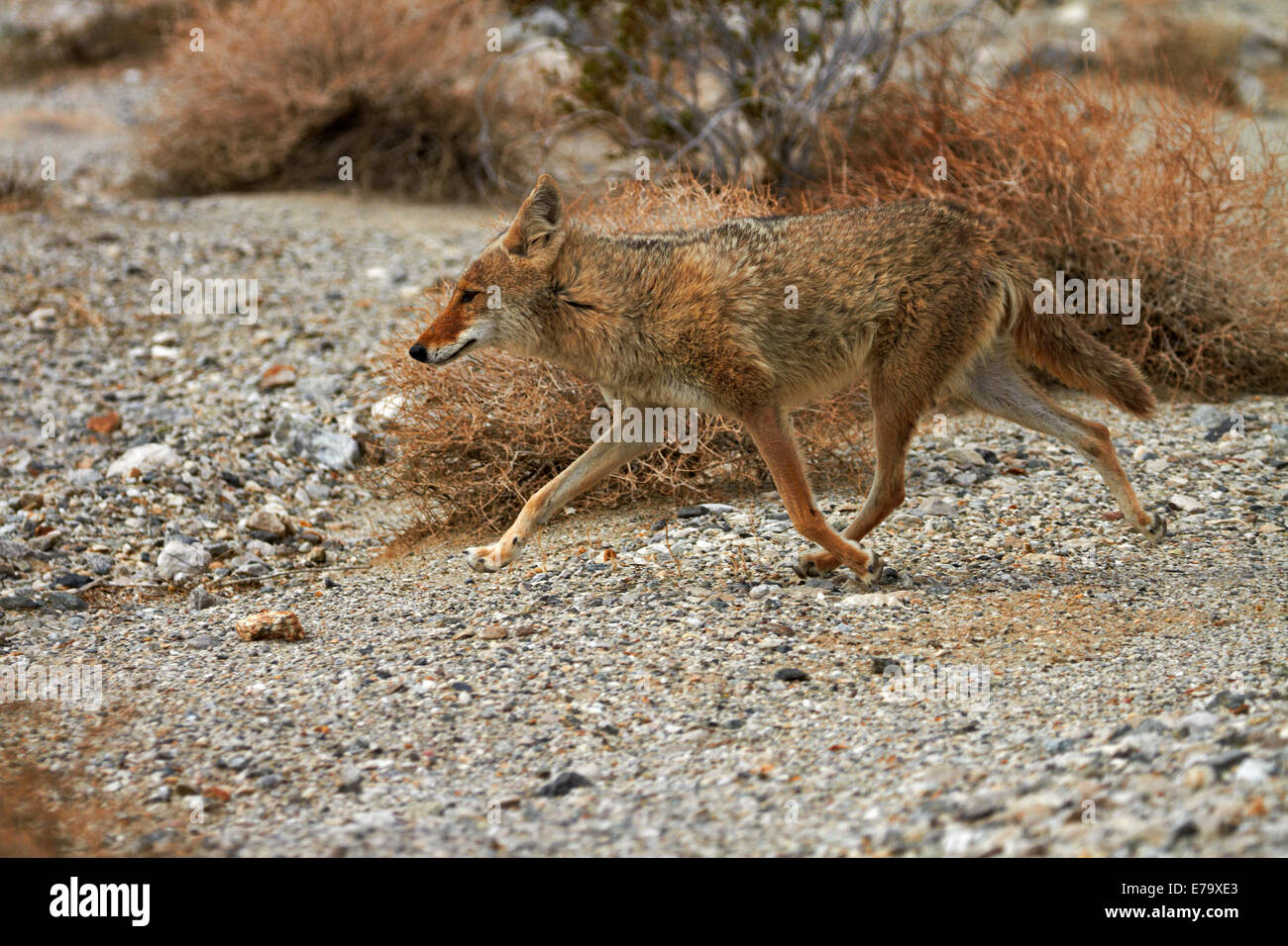 Coyote (Canis latrans), camouflaged against dry bush, Badwater Basin, Death  Valley National Park, Mojave Desert, California, USA Stock Photo - Alamy