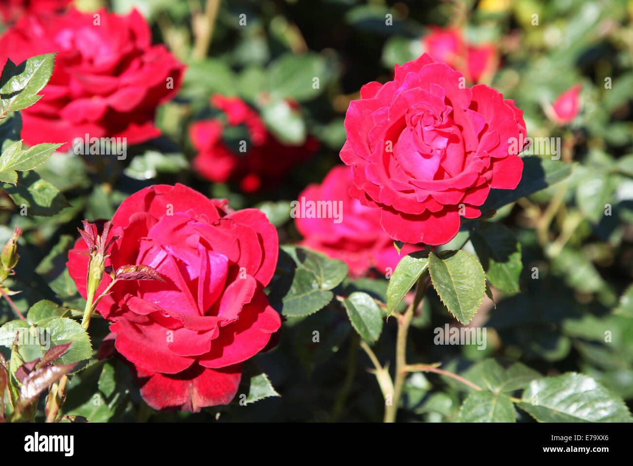 Malcolm rose hi-res stock photography and images - Alamy