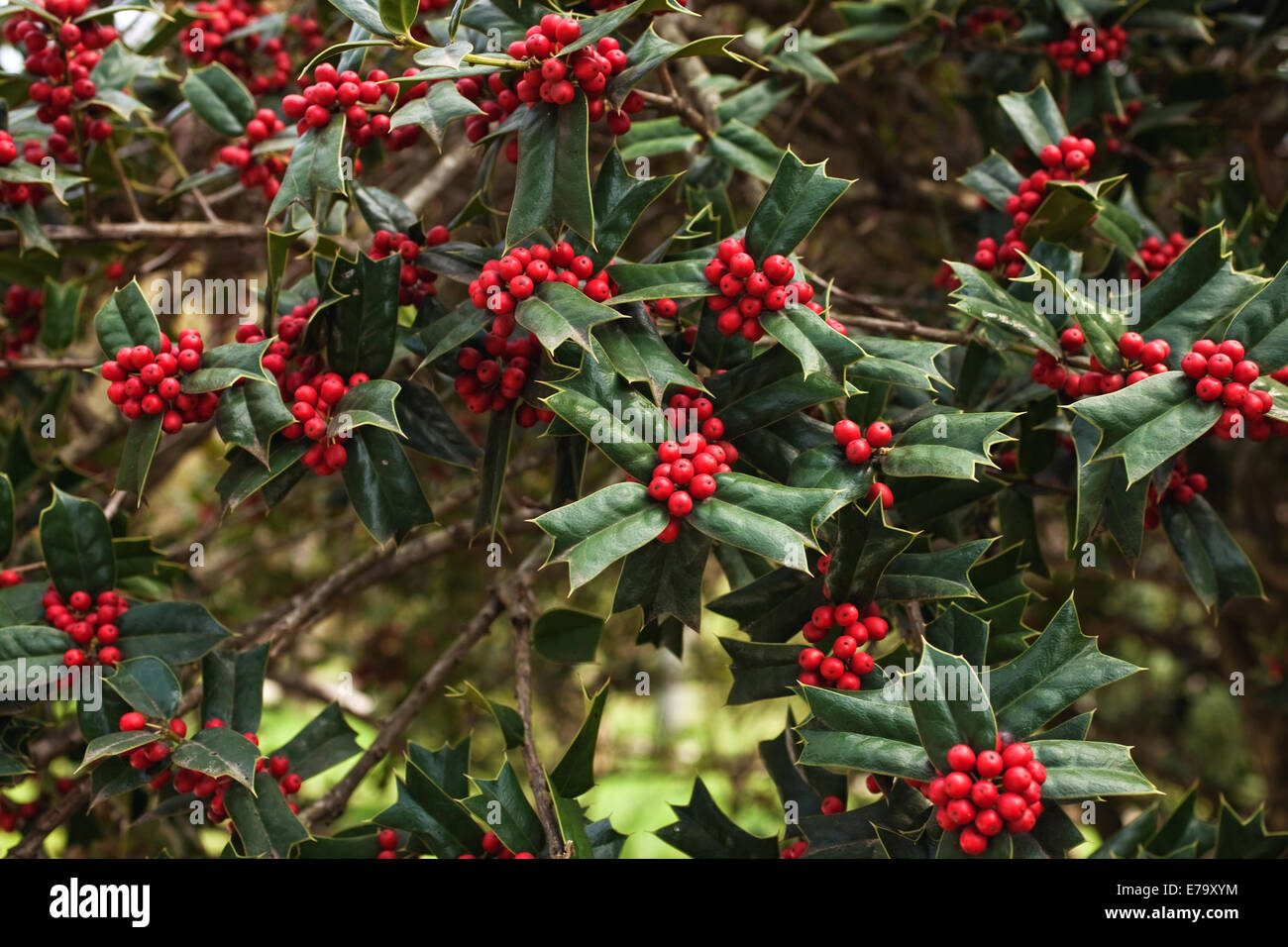 Holly bush with bright red berries close up Stock Photo