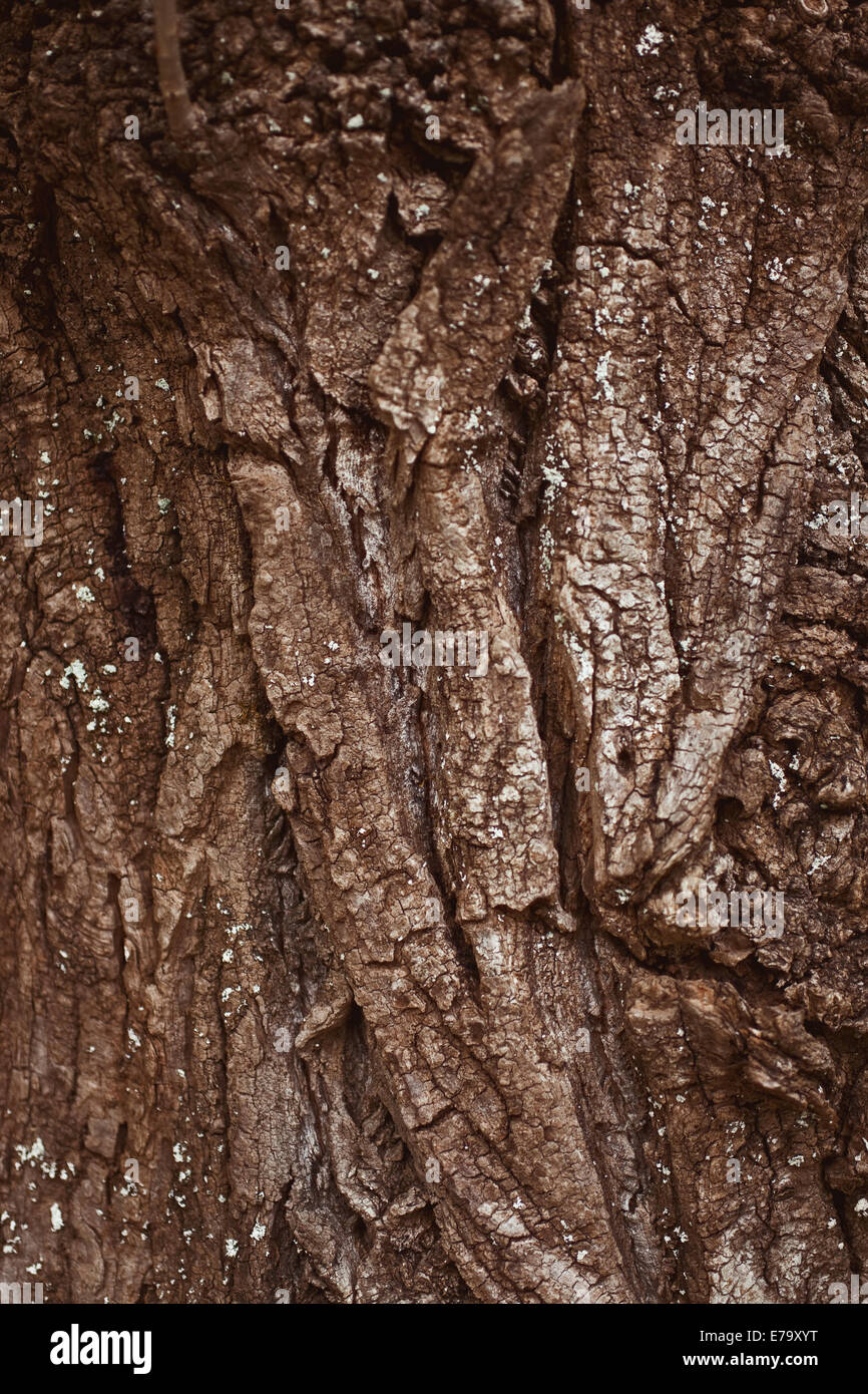 Texture Bark of Pine Tree closeup Stock Photo - Alamy