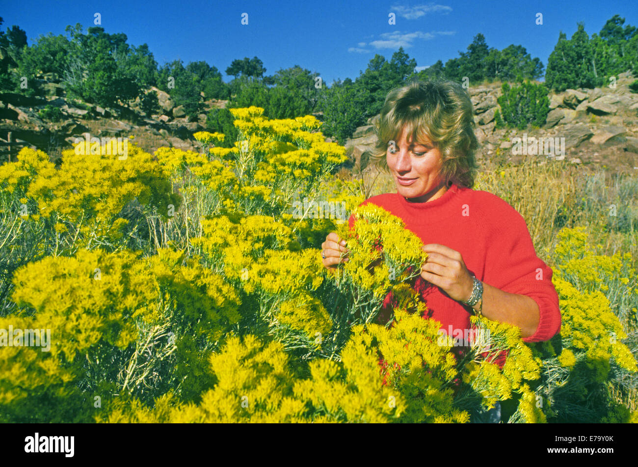 Chamisa plant hires stock photography and images Alamy