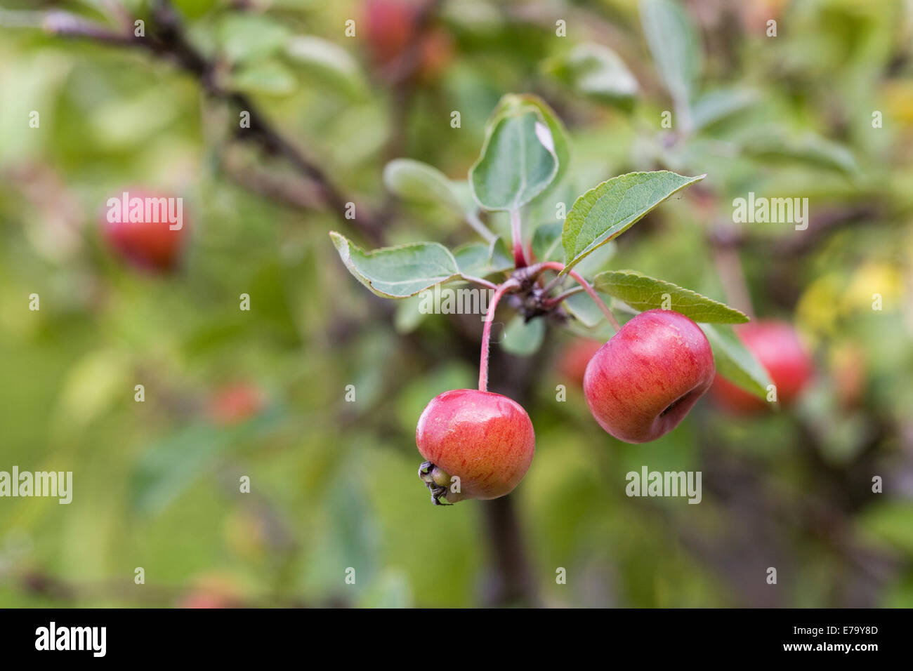 Colorful green bonsai trees hi-res stock photography and images - Alamy