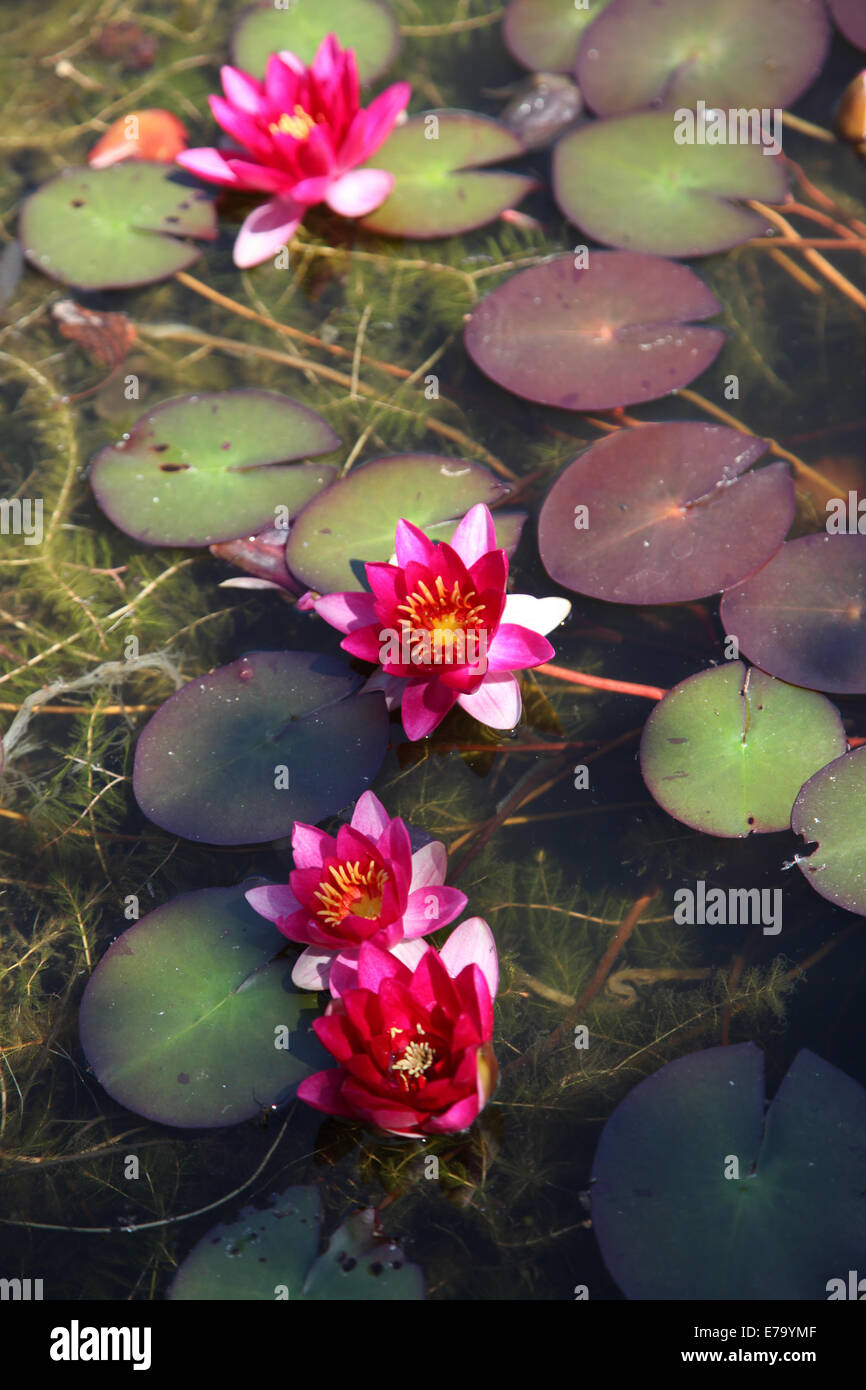 pink waterlilies on a pond Stock Photo