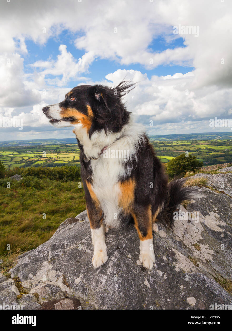 A a tri-coloured sheepdog on top of a hill in Wales in a high wind, hair being blown everywhere Stock Photo