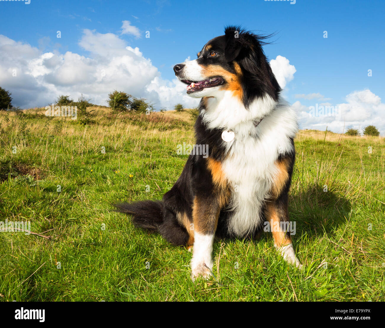 A tri-colour border collie dog on a wind-blown hillside in Wales Stock Photo