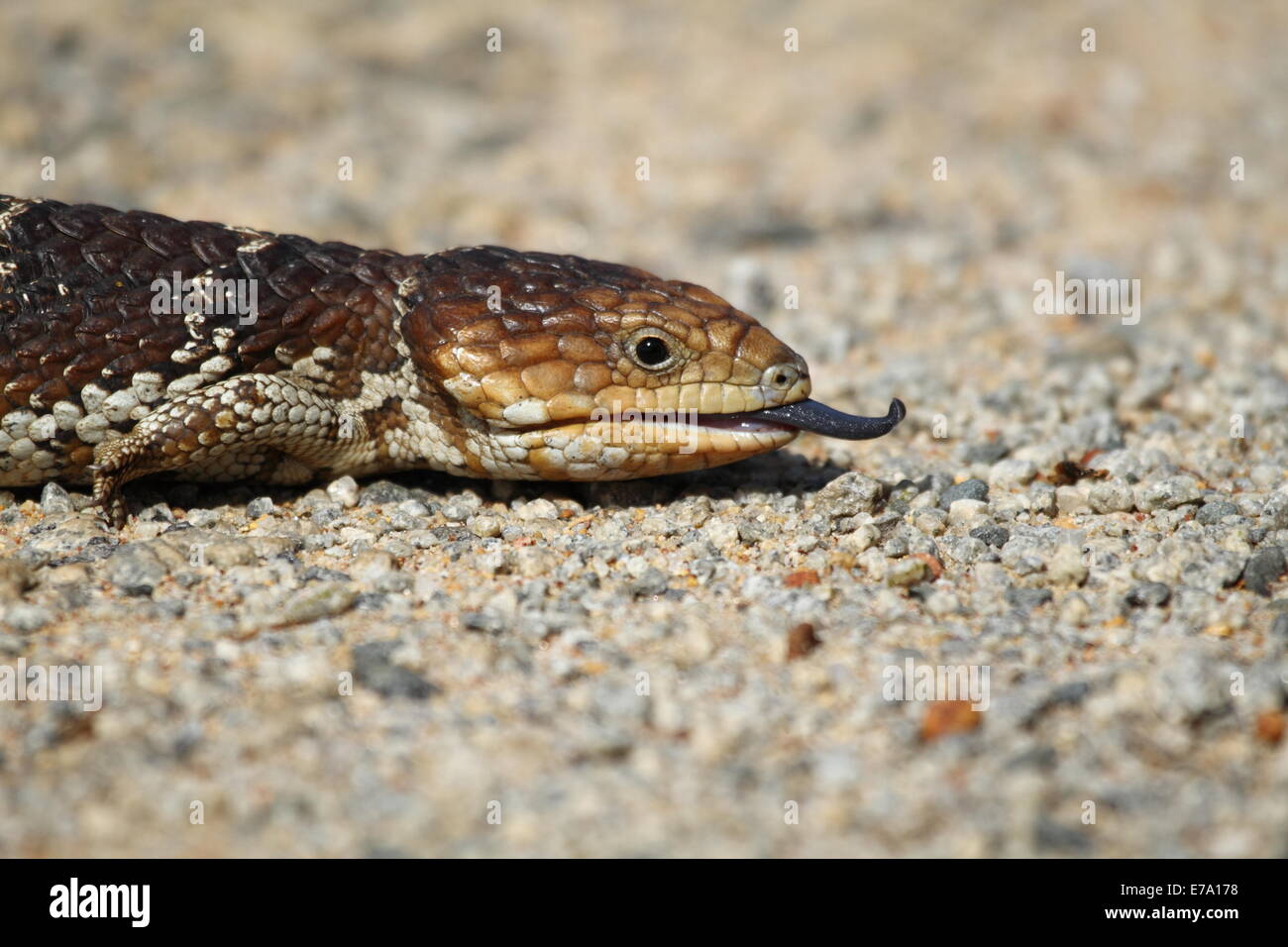 A blue-tongued lizard (correctly named blue-tongued skink) warms itself on a bitumen road one spring morning - Western Australia Stock Photo