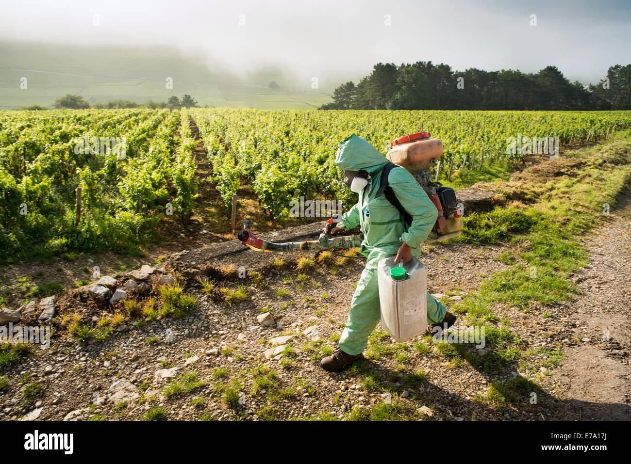 Man walking in vineyard spraying chemicals on vines, Pommard, Burgundy, France Stock Photo