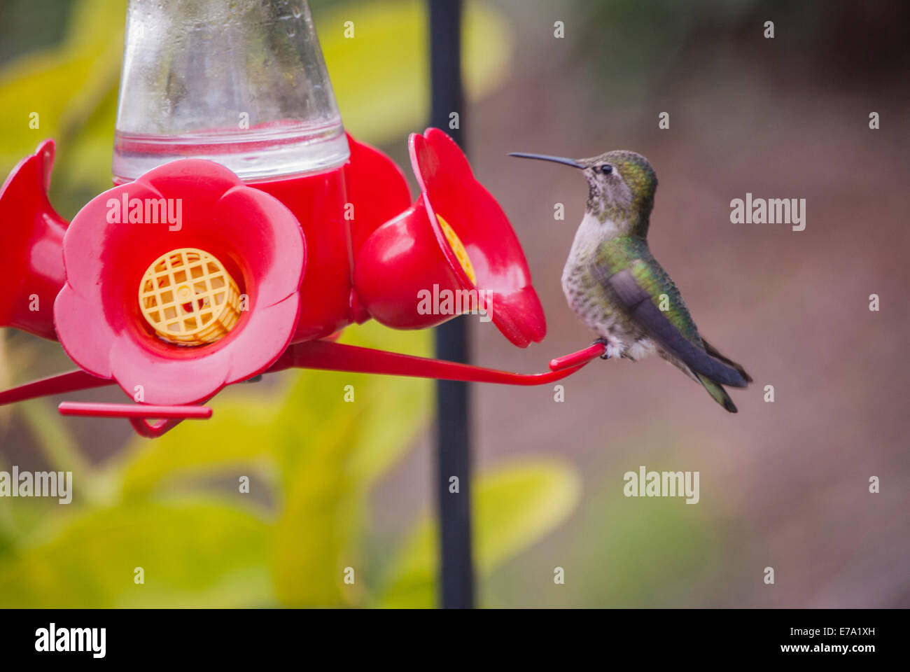 Hummingbird drinking tropical hires stock photography and images Alamy