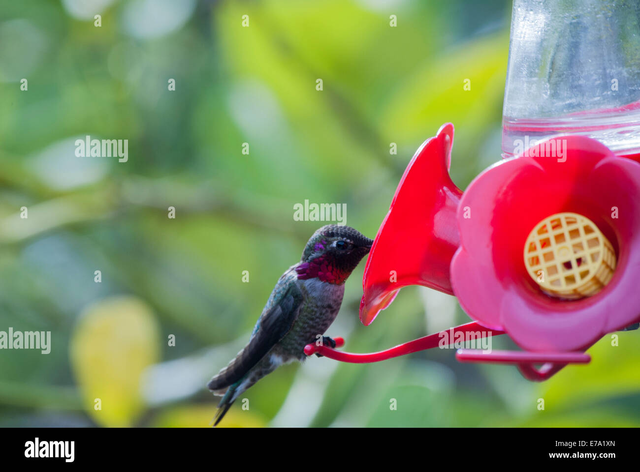 Hummingbird by bird feeder hires stock photography and images Alamy