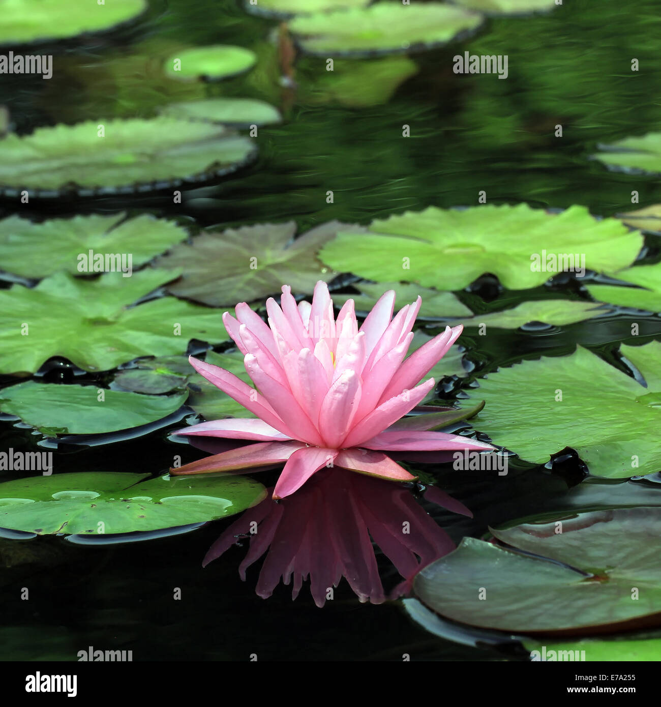 beautiful lotus flower in the pond Stock Photo Alamy