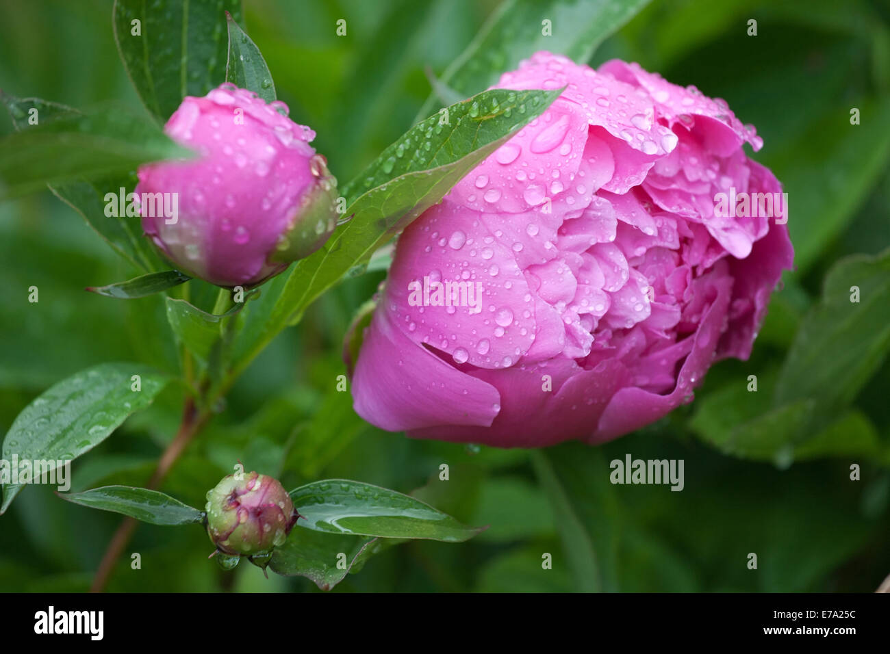 red peony flower closeup with rain drops on leaves and petals Stock Photo