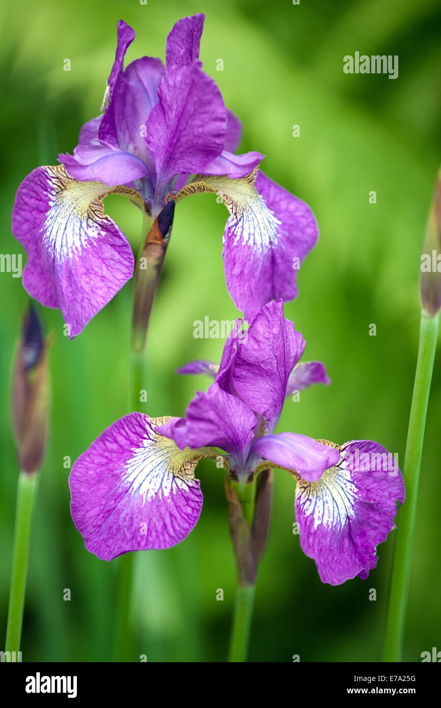 Bright blue purple flowers hi-res stock photography and images - Alamy