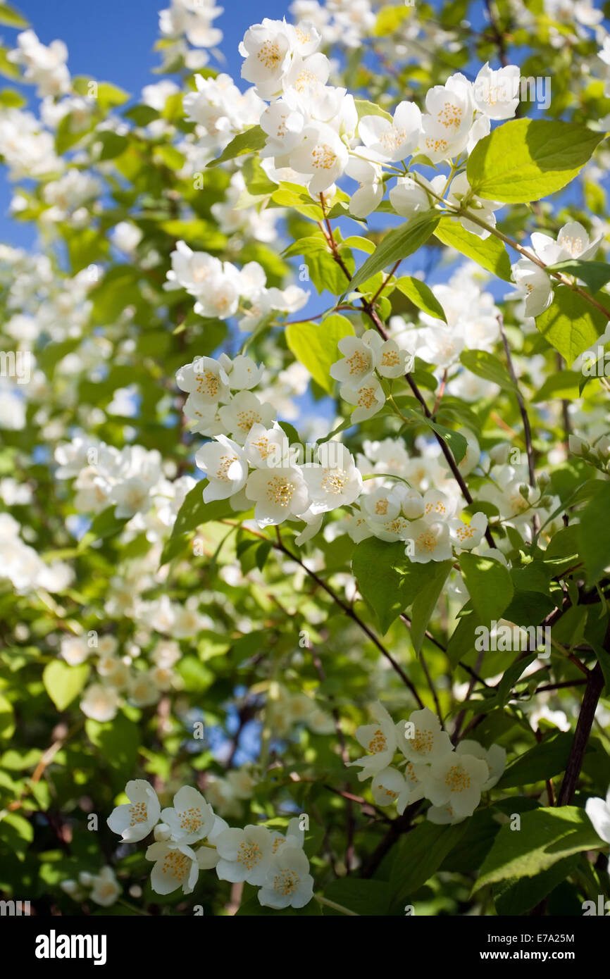 jasmin blossom tree closeup with a lot of white flowers on green leaves ...