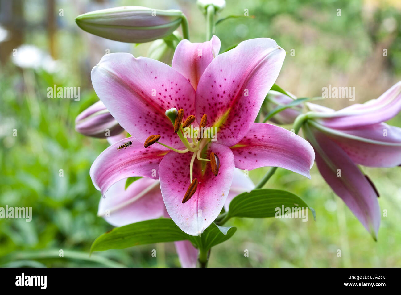 big beautiful lily garden flower with flying bee on green grass ...
