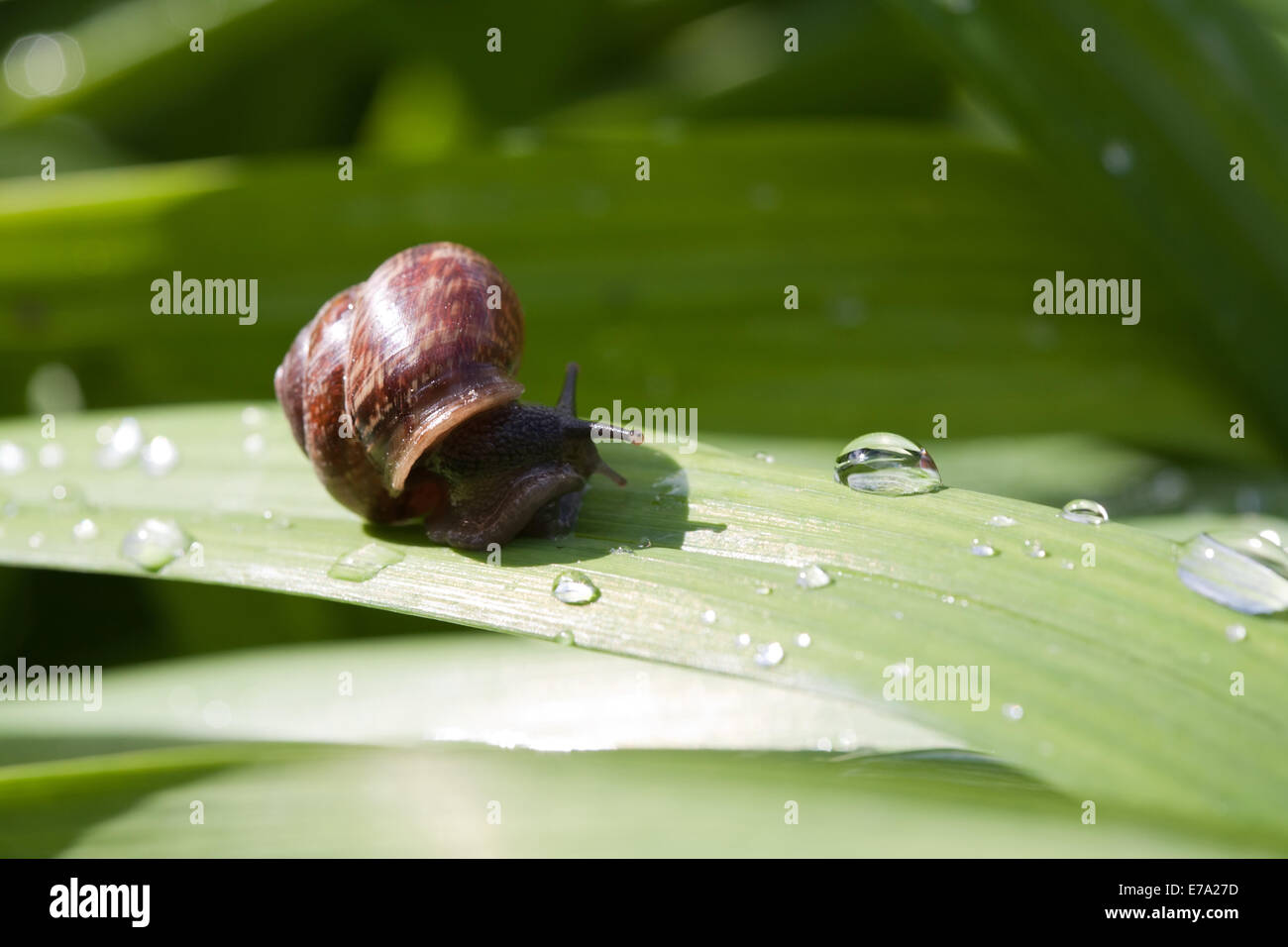 snail on green leaves with rain drops closeup Stock Photo