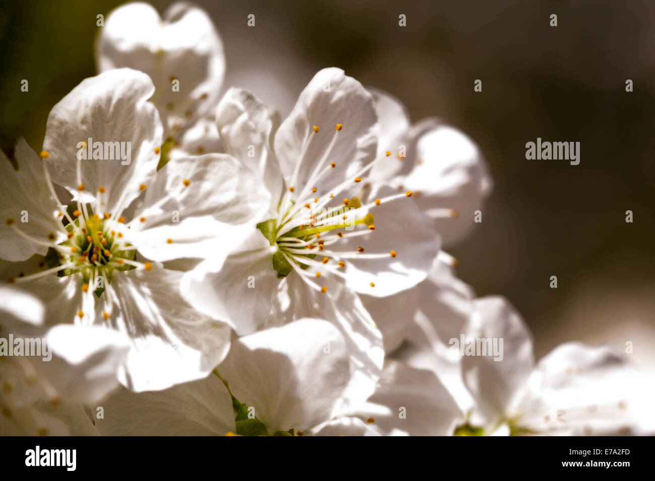 Macro shot of cherry blossoms in spring in sepia tone Stock Photo - Alamy