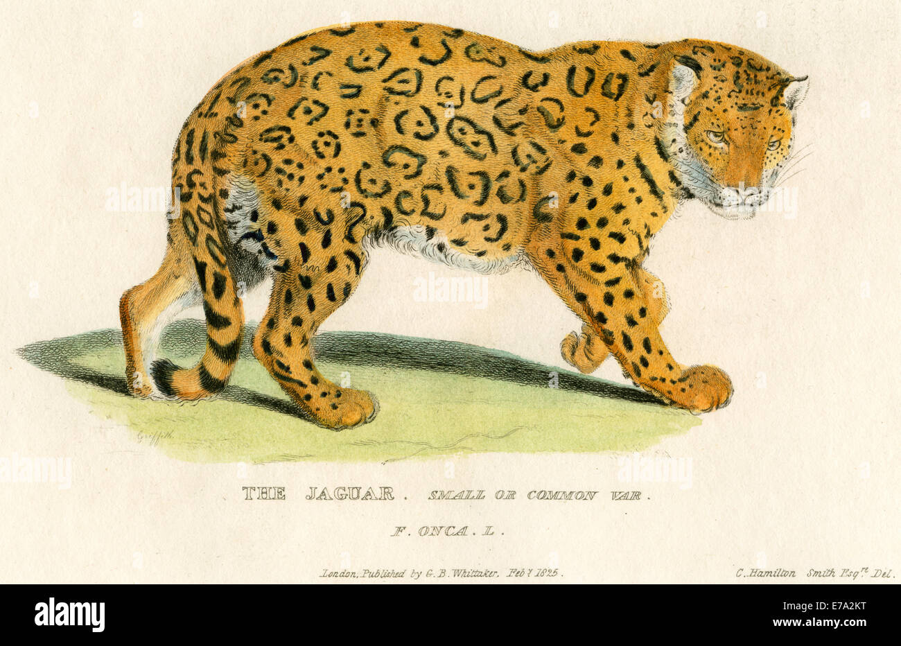The Jaguar, Small or Common Variety, Hand-Colored Engraving, 1825 Stock Photo