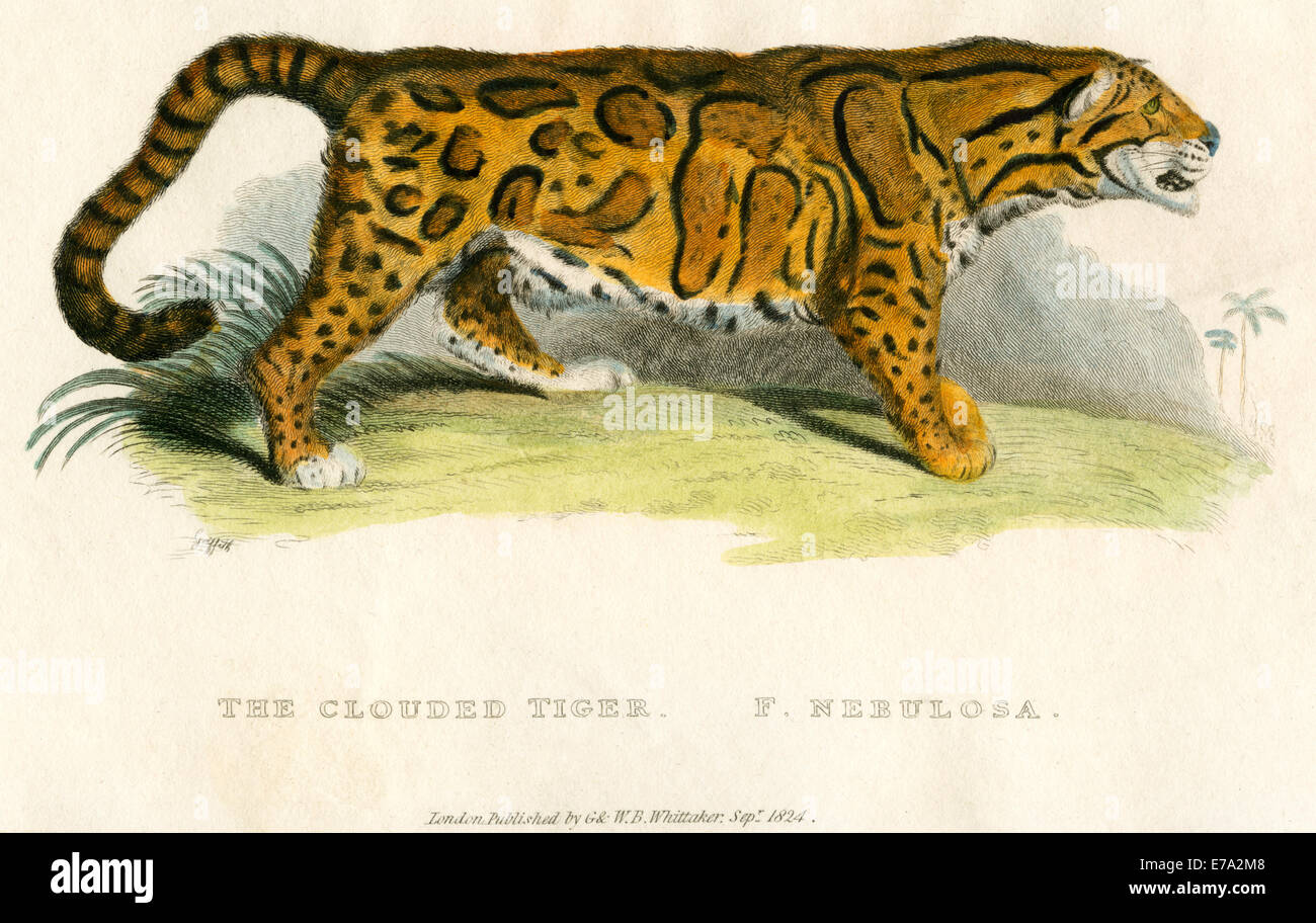 The Clouded Tiger, F. Nebulosa, Hand-Colored Engraving, 1825 Stock Photo