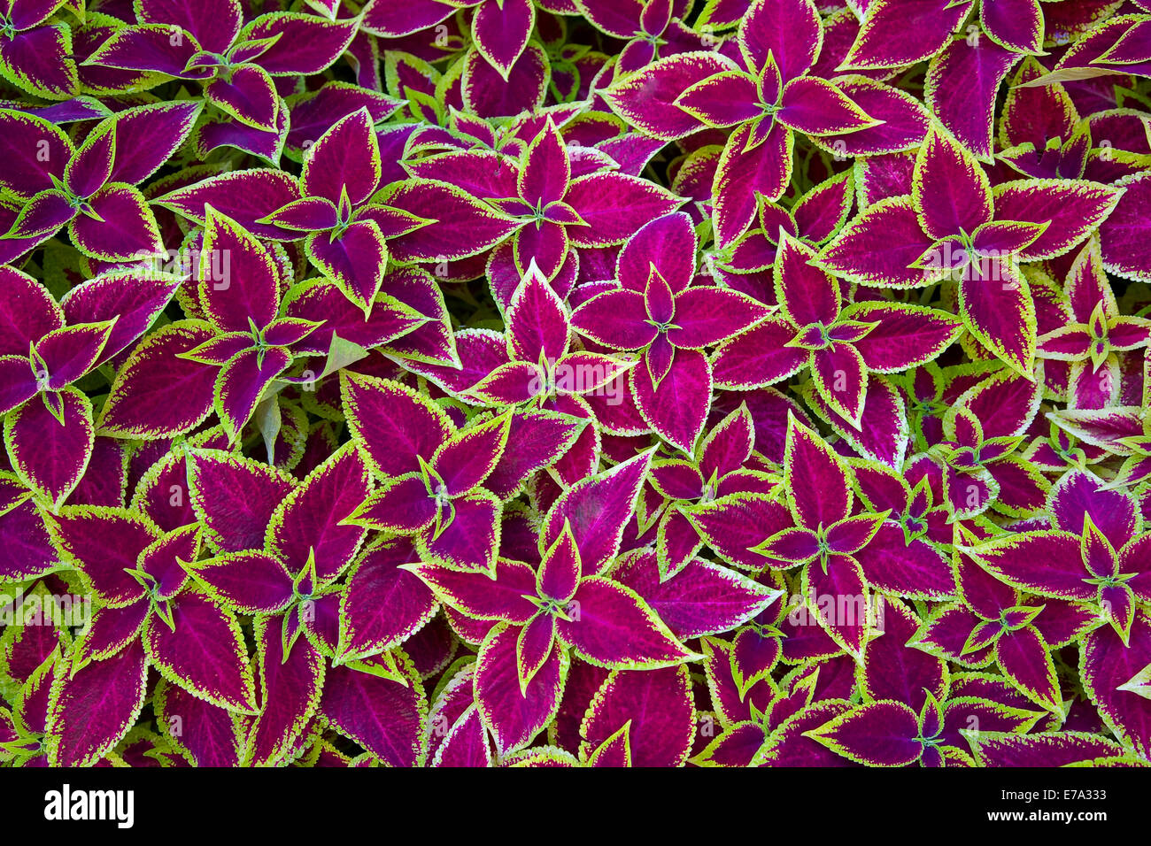 Decorative floral background of Coleus (Painted Nettle) plant - latin: Solenostemon scutellarioides Stock Photo