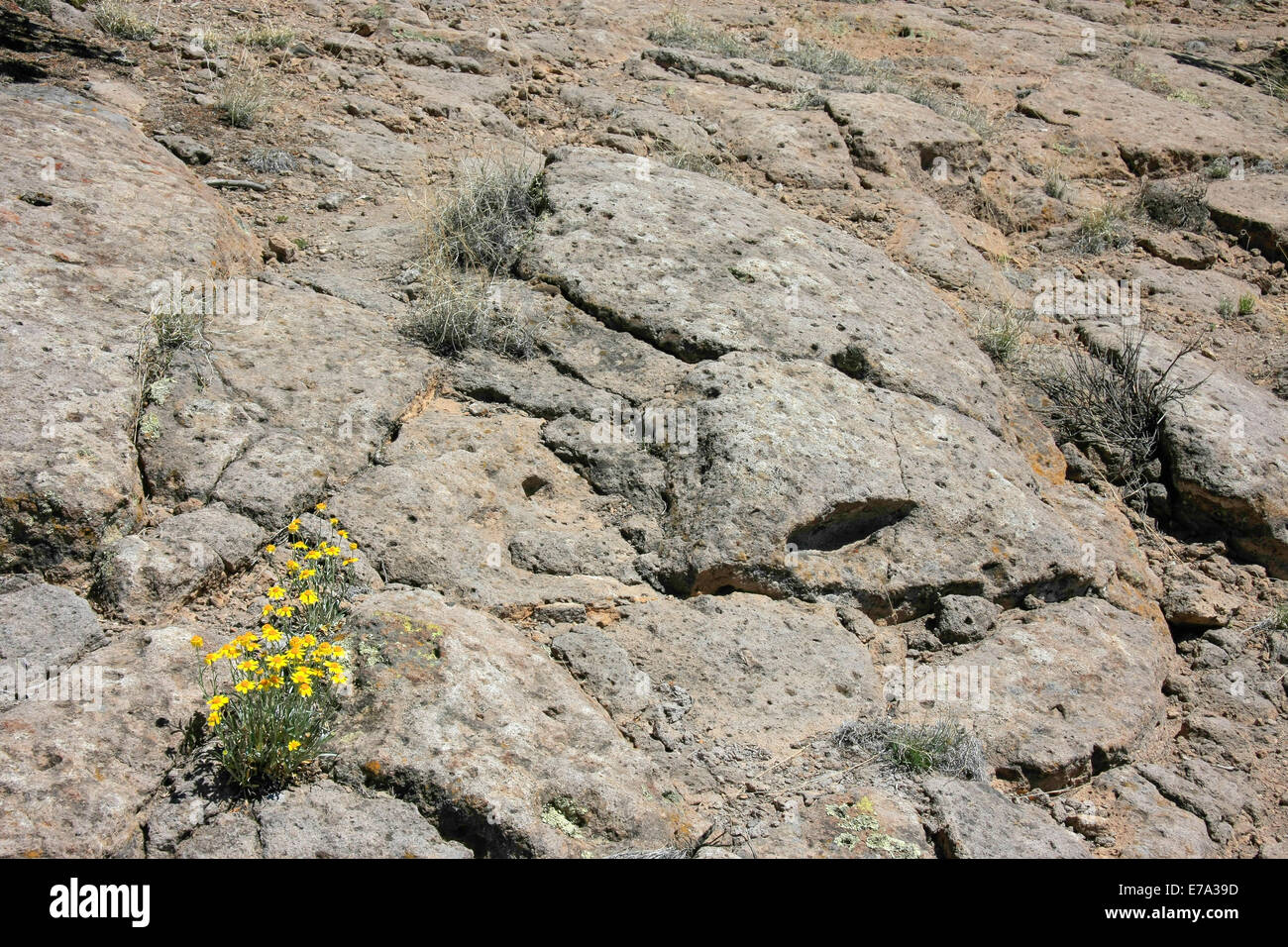 False Goldenasters growing on a rock in New Mexico Stock Photo