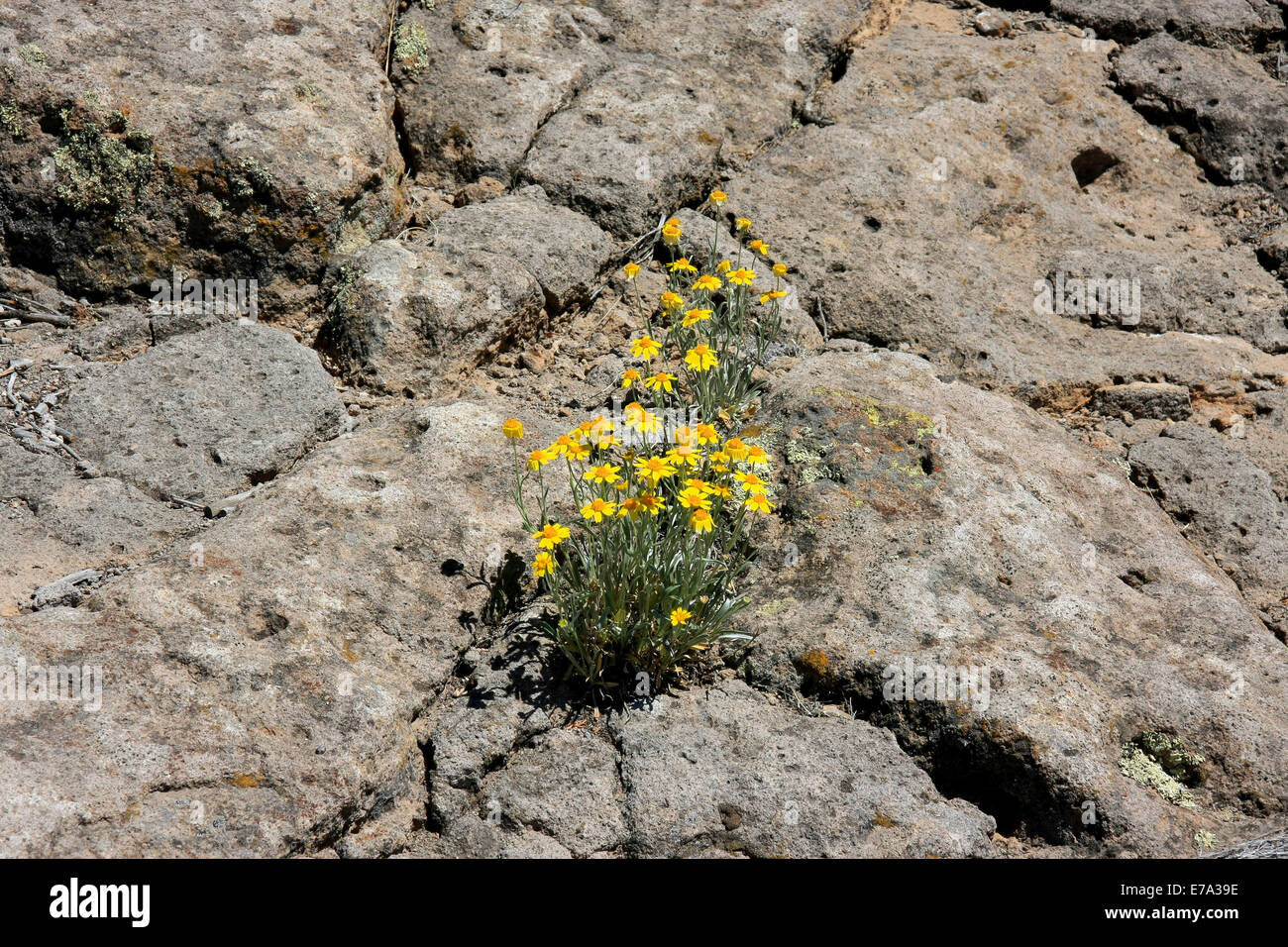 False Goldenasters growing on a rock in New Mexico Stock Photo