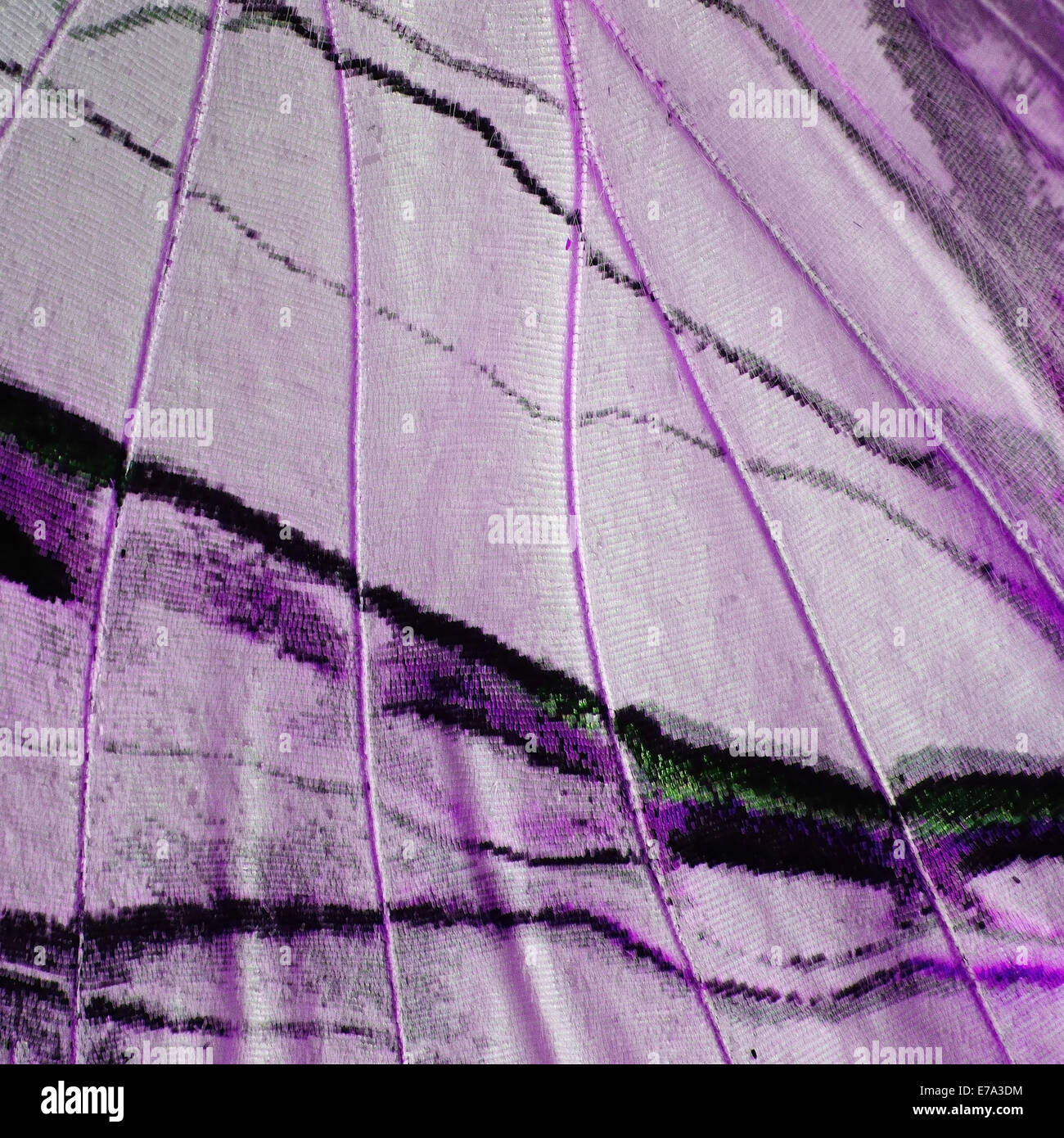 Macro closeup of butterfly wing background pattern, filter image Stock ...