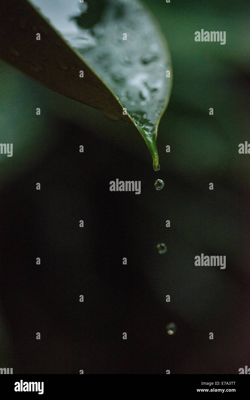 Raindrops splashing on the leaf of a tree after a tropical rain storm Stock Photo