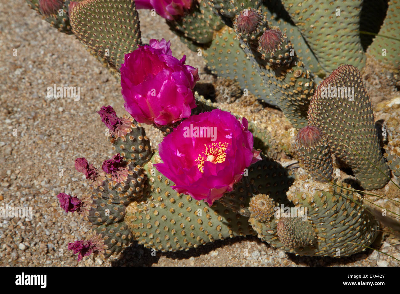 Beavertail Cactus in flower (Opuntia basilaris var. whitneyana), found only in Alabama Hills, near Lone Pine, Inyo County, Calif Stock Photo