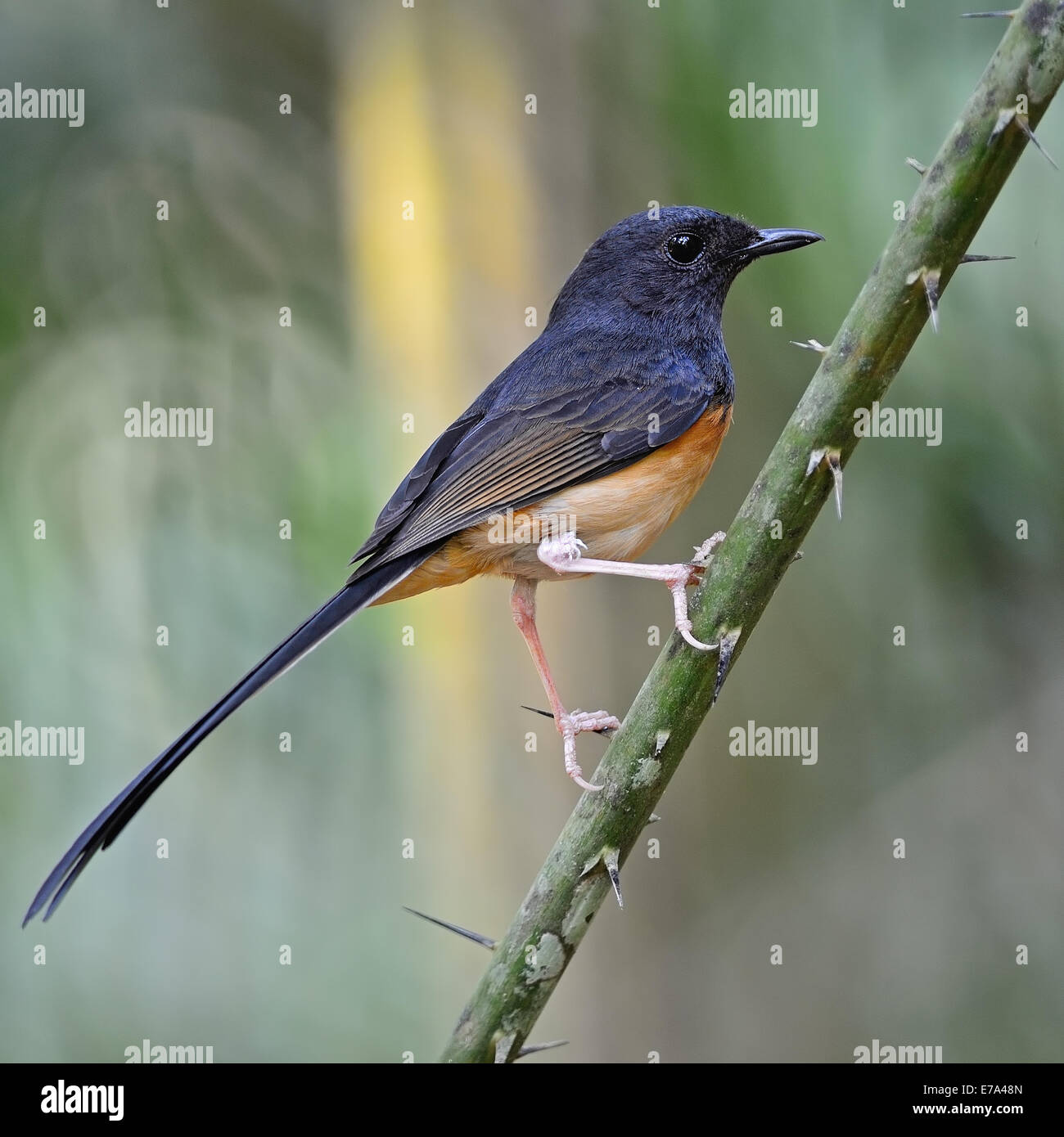 Beautiful song bird,  juvenile male White-rumped Shama (Copsychus malabaricus), standing on a branch, back profile Stock Photo