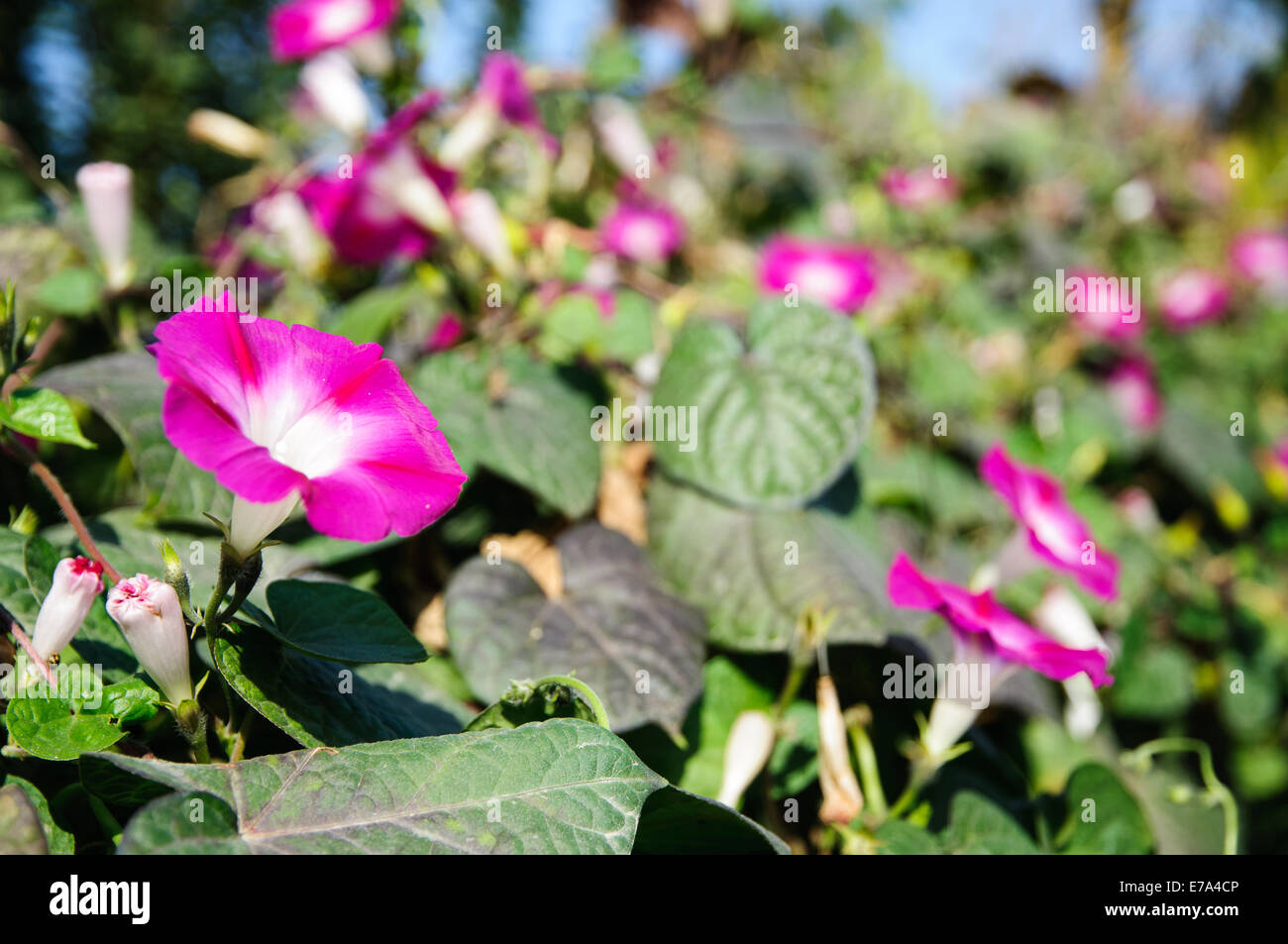 Purple flower and green vines Stock Photo by ©realrocking 2947079