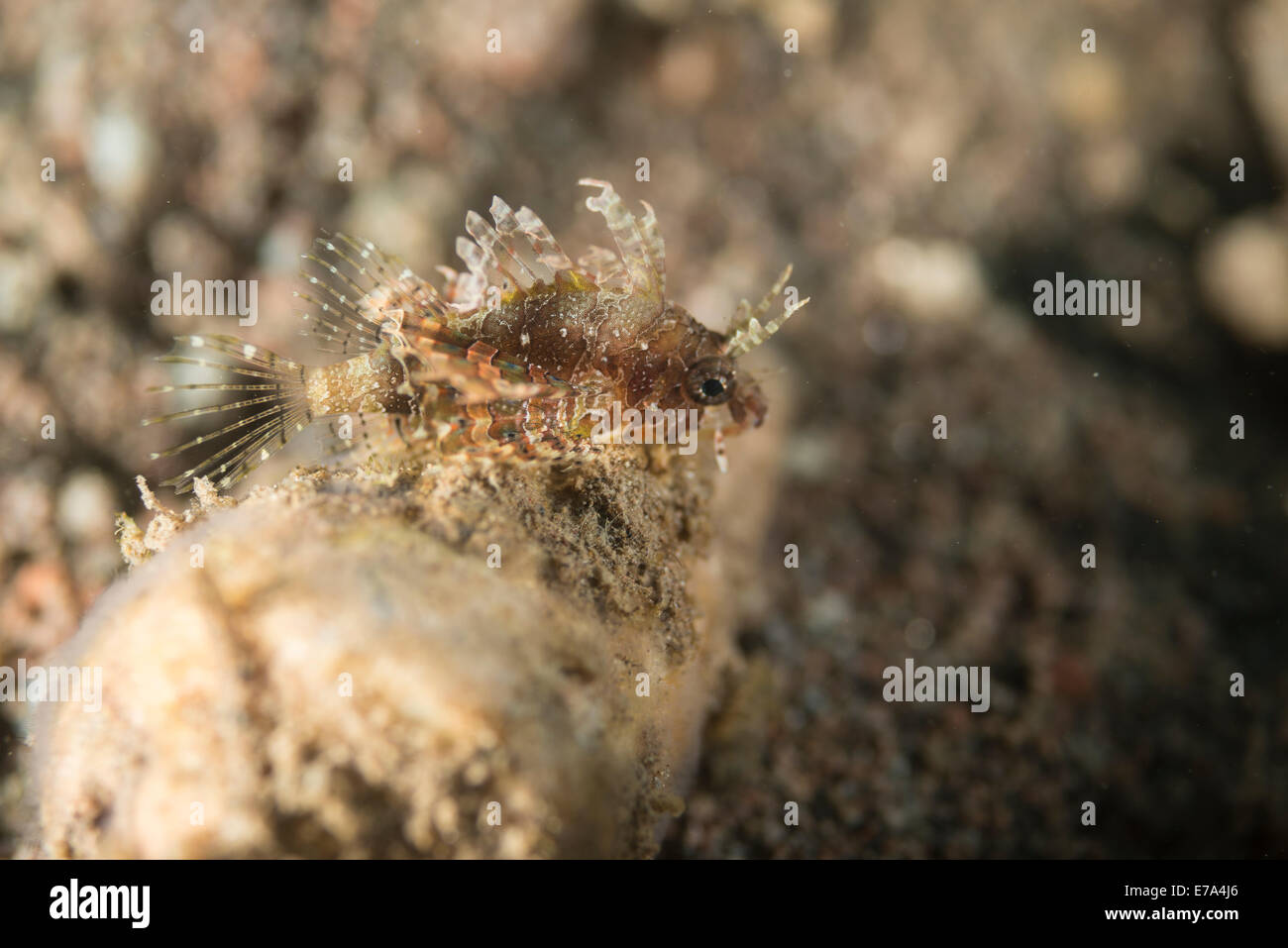 Shortfin lionfish or fuzzy dwarf lionfish (dendrochirus brachypterus) Stock Photo