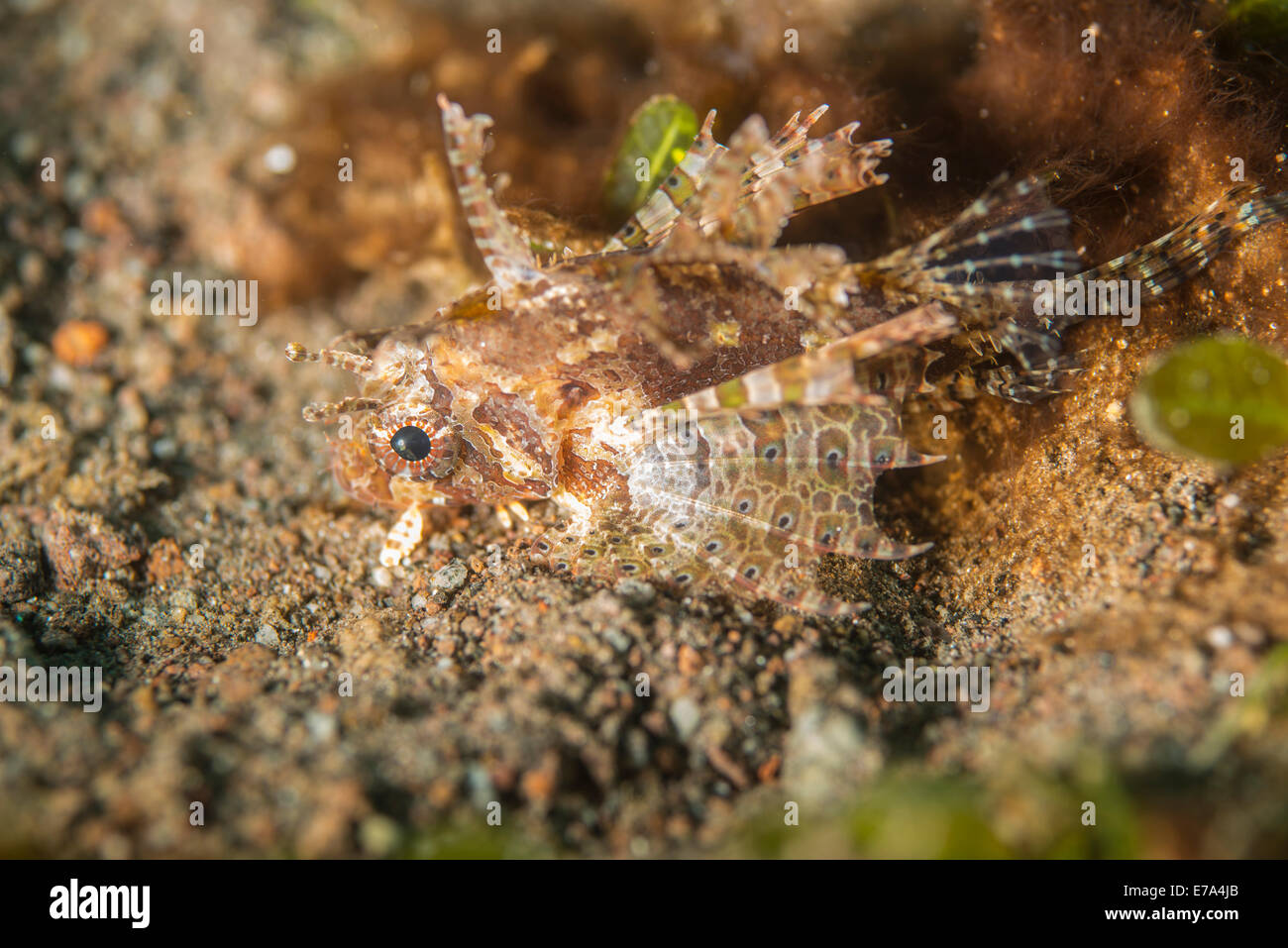 Shortfin lionfish or fuzzy dwarf lionfish (dendrochirus brachypterus) Stock Photo